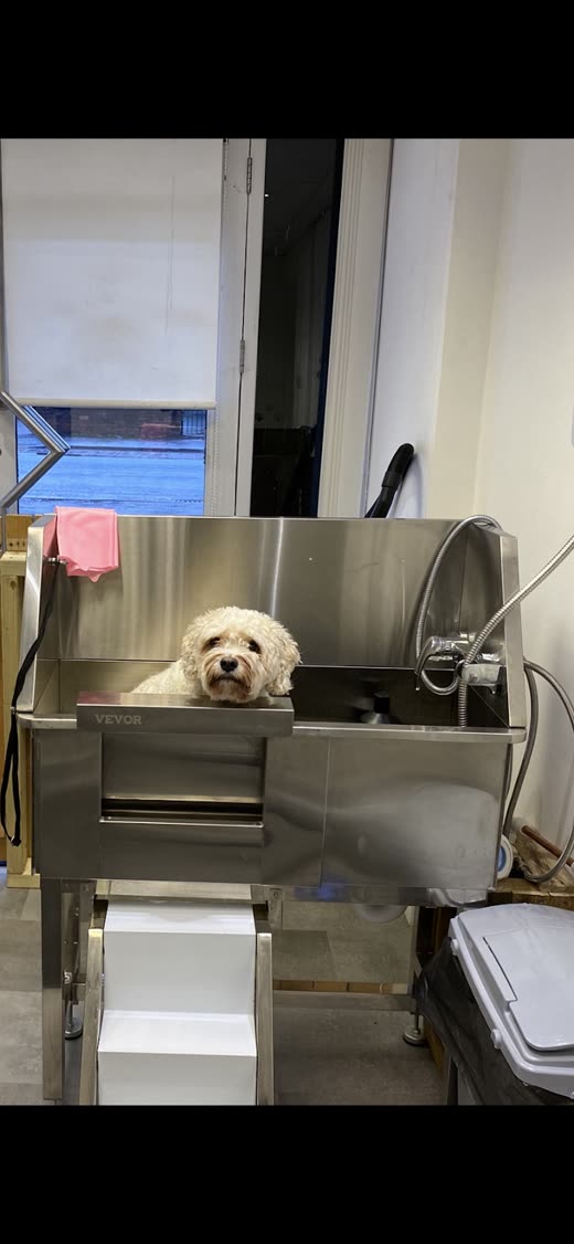 A small white curly-coated dog sitting in the stainless steel bath tub