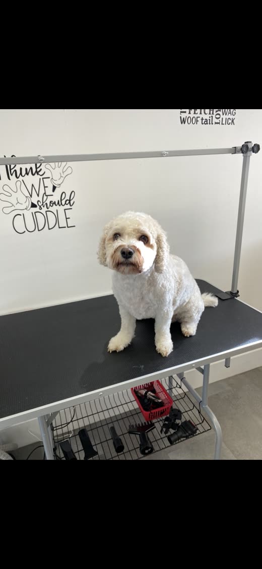 A white cockapoo sitting on the grooming table beside the clipper trolley, cropped tight to the dog to exclude the burned-in words